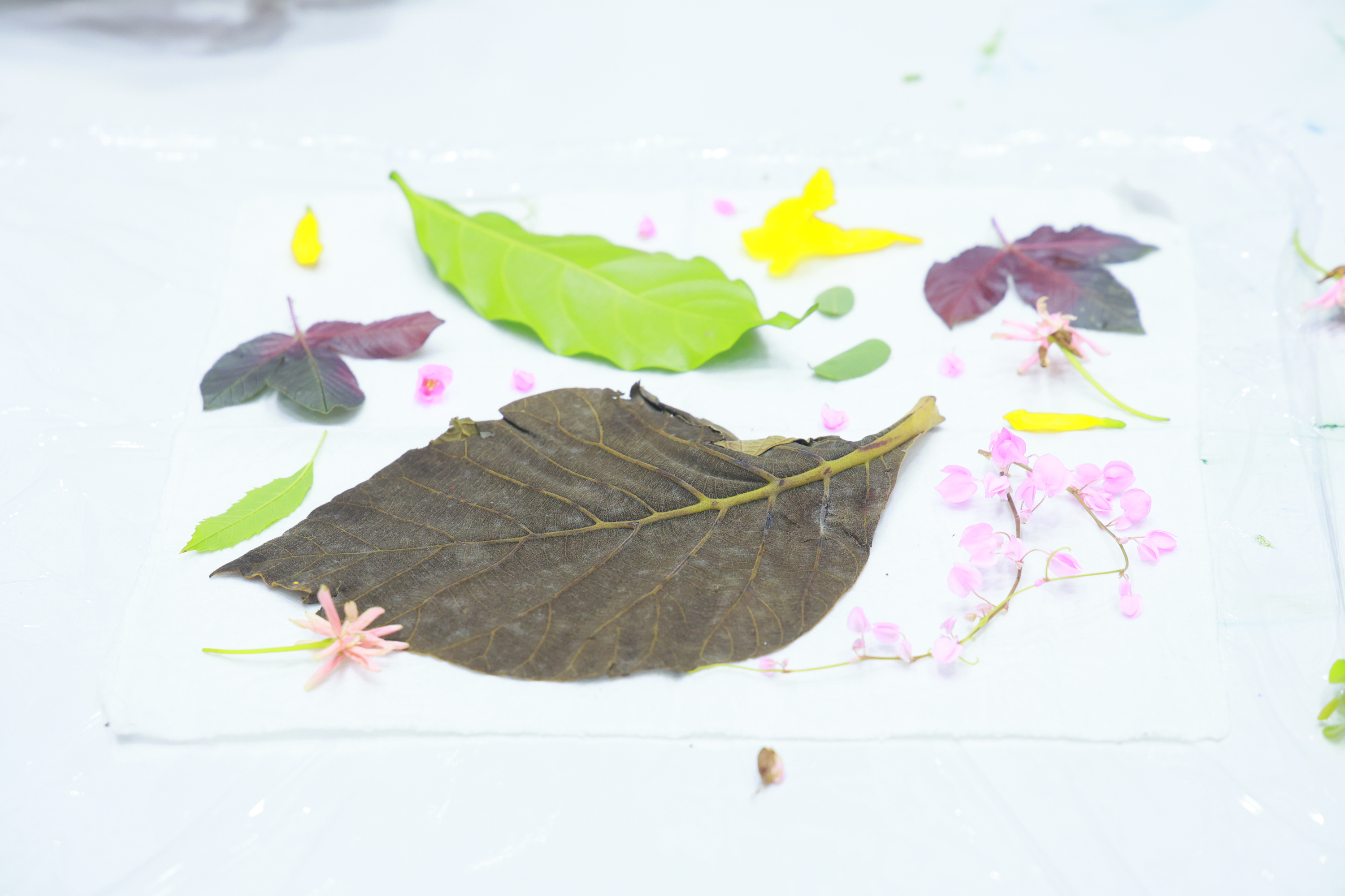 Create Naturally Dyed Textiles with the “ECO PRINT: Nature-Inspired Fabric Workshop” at SX2024
