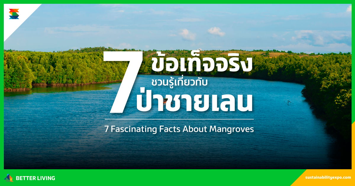 7 ข้อเท็จจริงชวนรู้ เกี่ยวกับป่าชายเลน